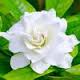 gardenia.jpg