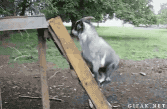 gif-vertebrate-sieak-net-goat-sliding-down-slide.gif