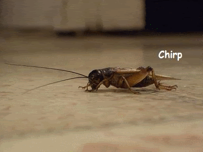giphy-2.gif