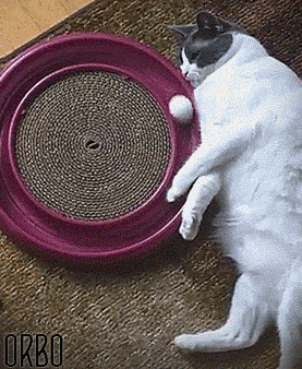 giphy (46).gif
