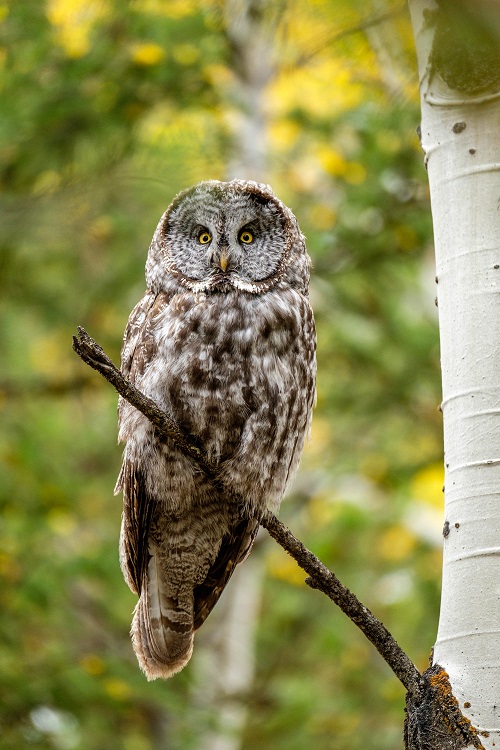 Great Gray Owl 2017.jpg