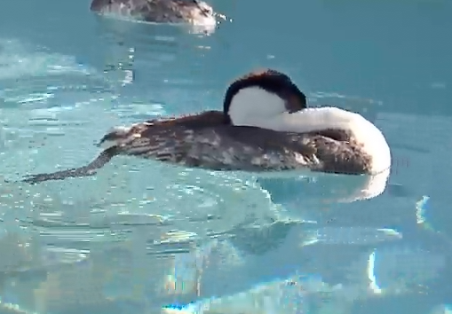 grebe.png