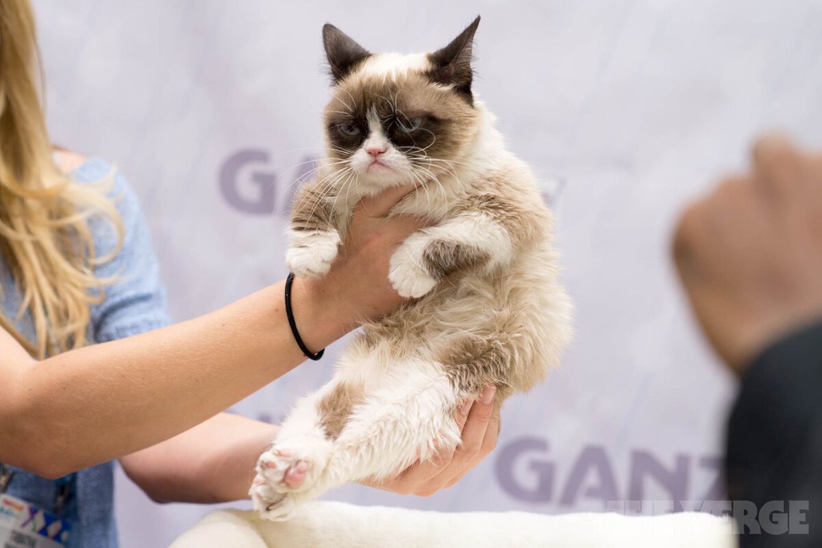 grumpy-cat-TF2014-stock2_2040.0.jpg