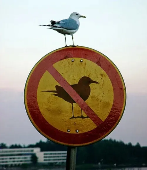 gull.webp
