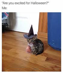 halloween kitten.jpeg
