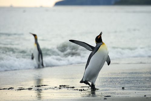 happypenguin.jpg