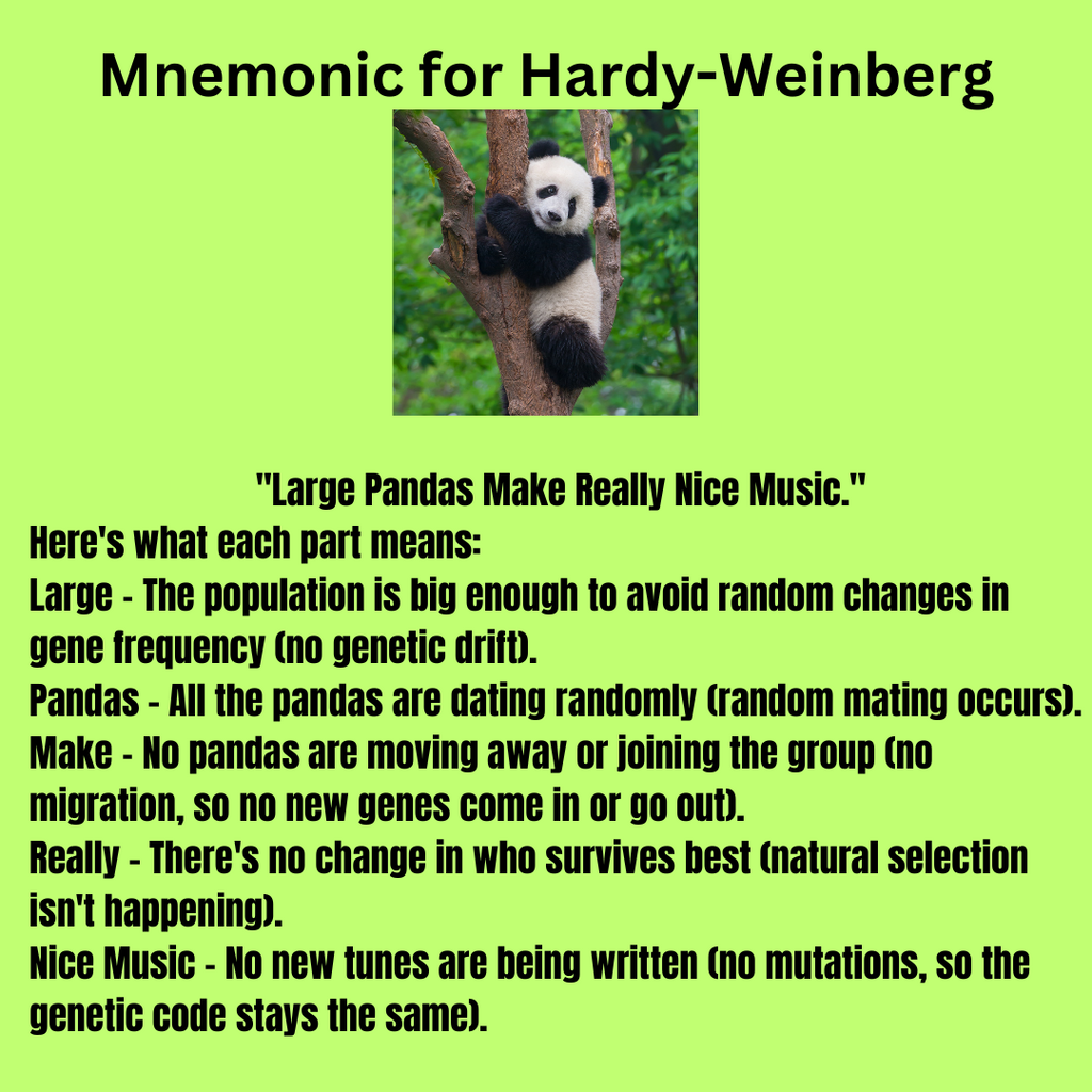 HardyWeinberg.png