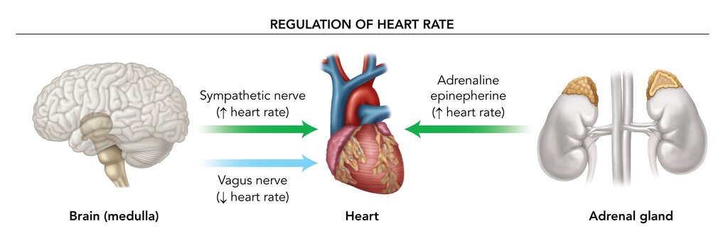 Heart Rate Regulation.jpg