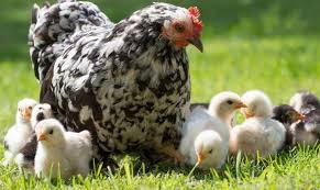 hen and chicks.jpg