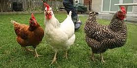 hen.jpg