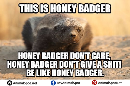 honey-badger-2.png