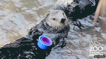 How to piss off an otter - Imgur.gif