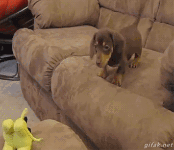 image.gif