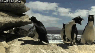 image.gif