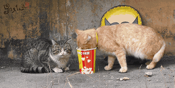 image.gif