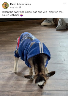 IMG_3550.jpeg