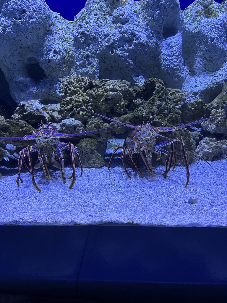 IMG_9483.jpeg