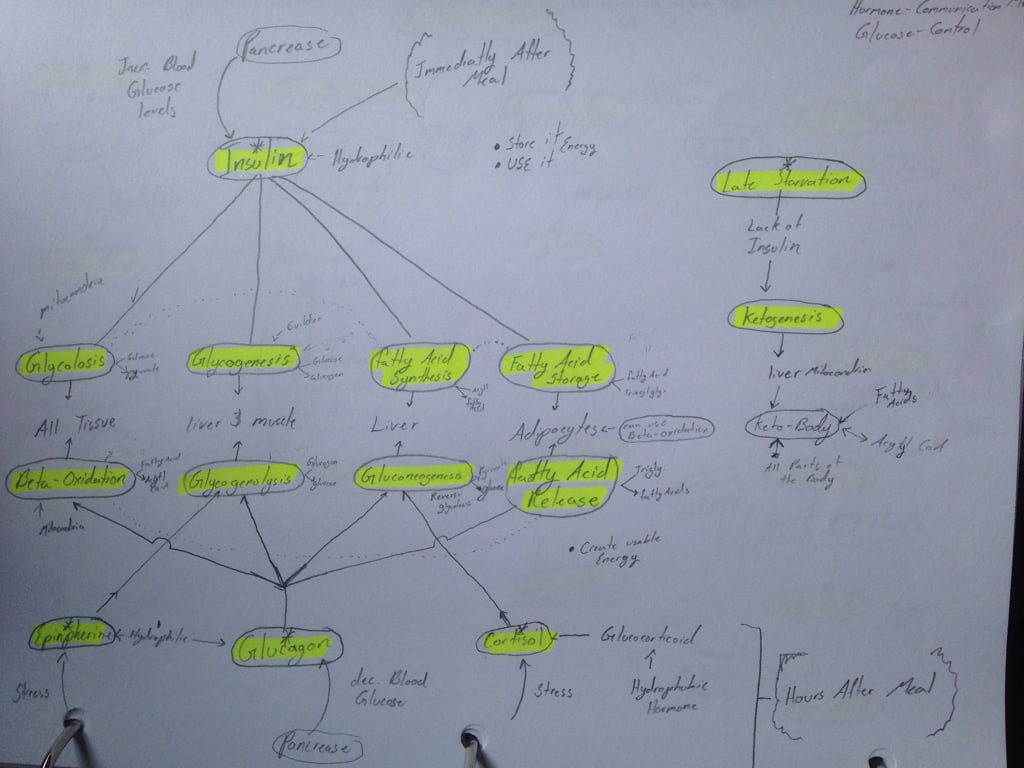 Insulin and Glucogon Concept Map.jpg