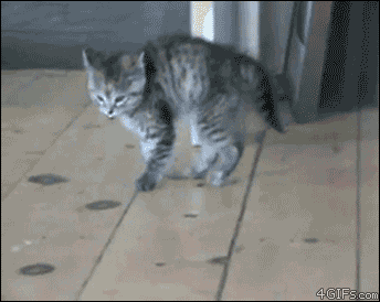 Jump Cat.gif