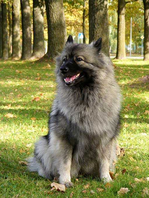 keeshond.jpg