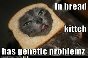 kitteh in bread.jpg