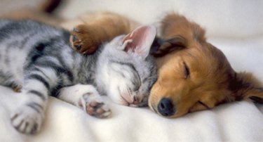 kittenandpuppy.jpg