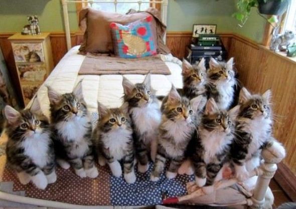 kittenbed1.jpg