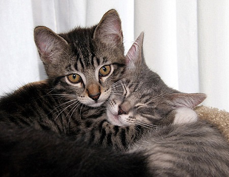 kittenhugs1.jpg
