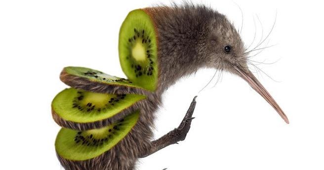 kiwi zanni.jpg