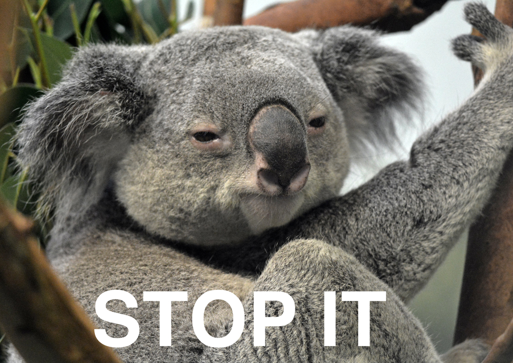 koalastop_small.jpg