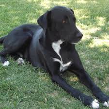 labrador.jpg