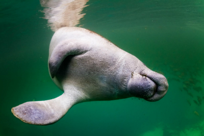 lazy-manatee-jpg.196773
