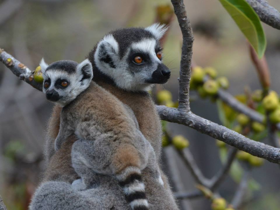 Lemur catta baby2.jpg