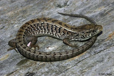 lizard1.jpg