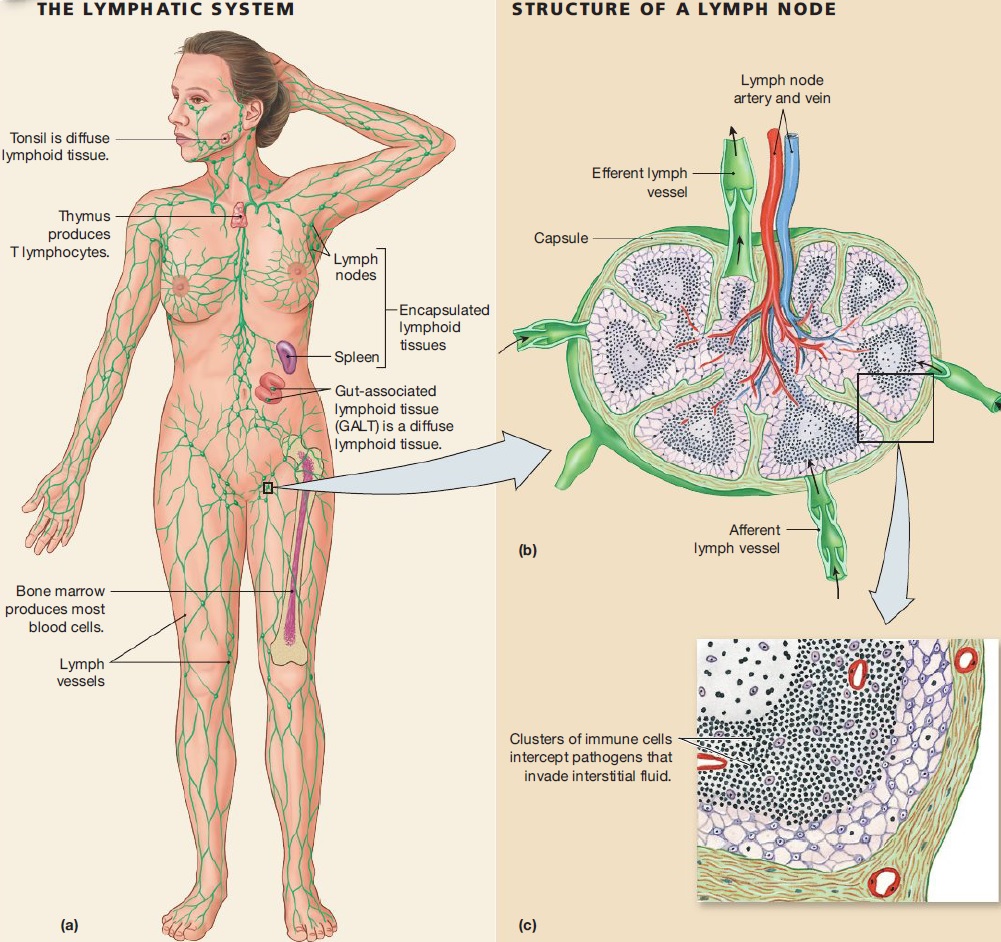 Lymph system.jpg