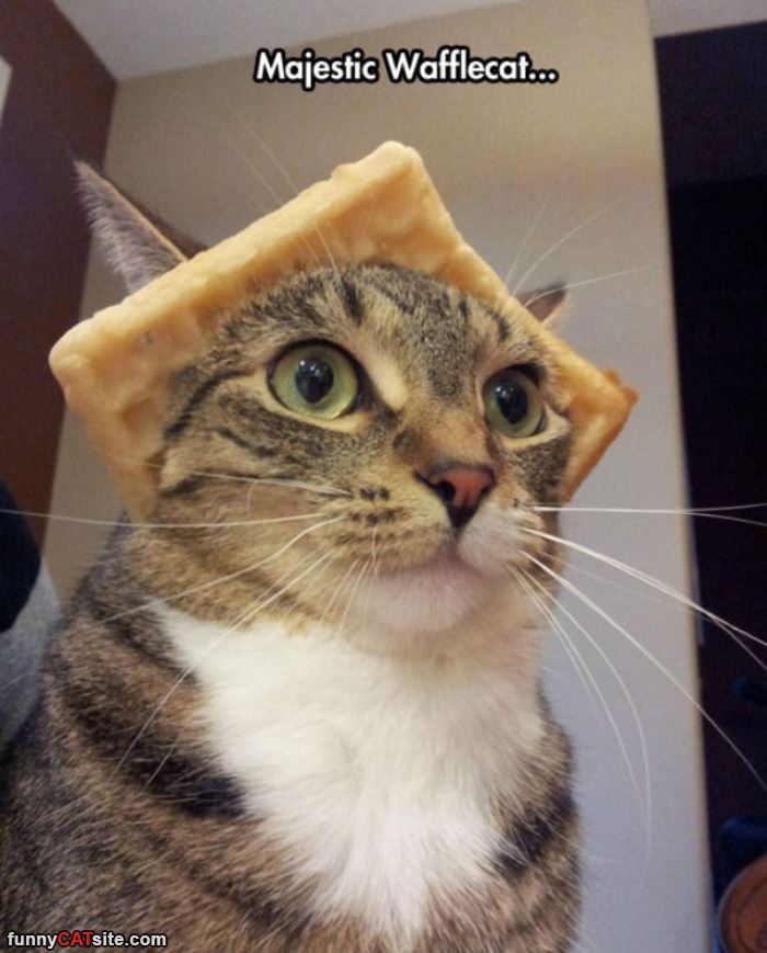 majestic_waffle_cat.jpg