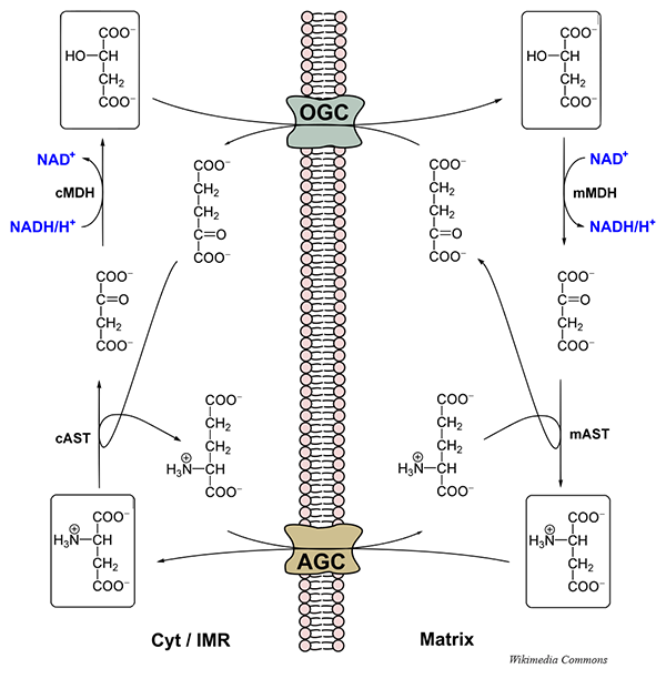 malate_aspartate_shuttle_600.png