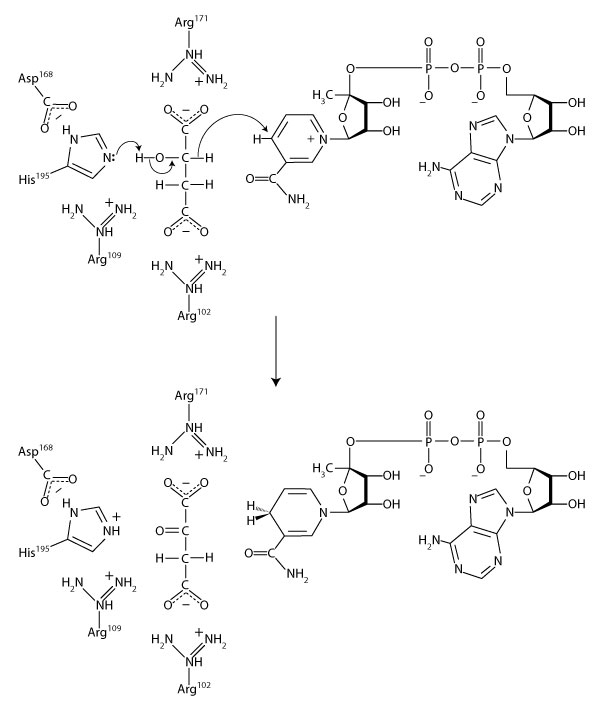 malate_dehydrogenase_complete_mechanism_600.jpg