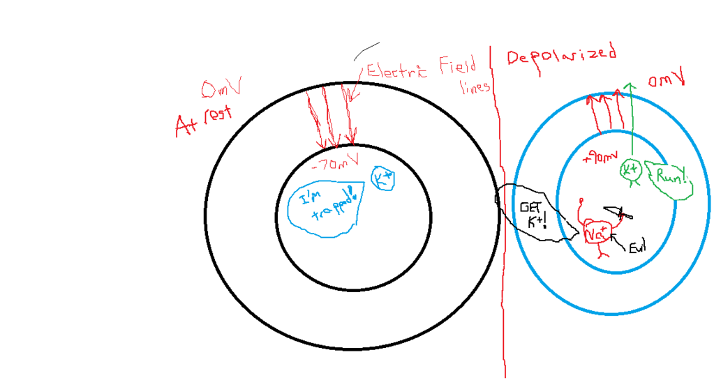 Membrane Potential.png