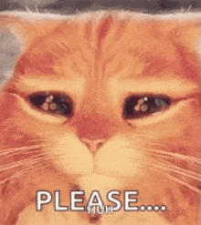 meow.gif