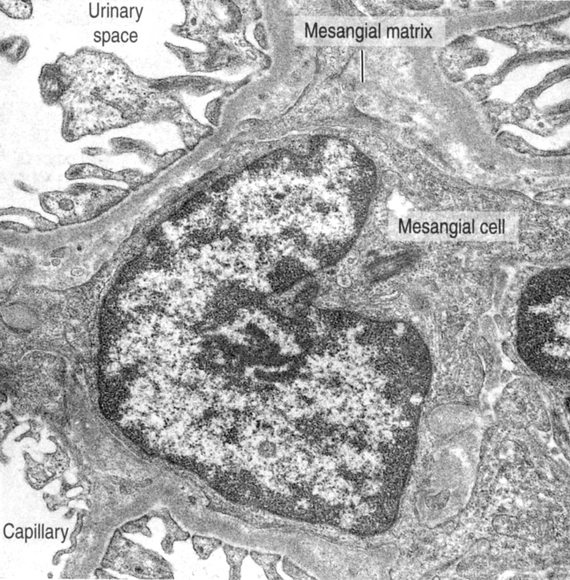 mesangial cells.jpg