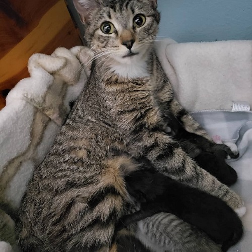 Mom and Kittens.jpg