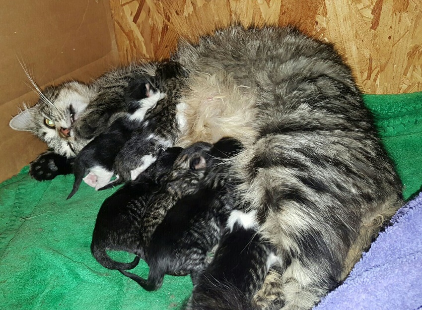 MommyCat6.jpg
