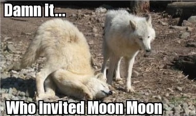 moonmoonmeme2.jpg