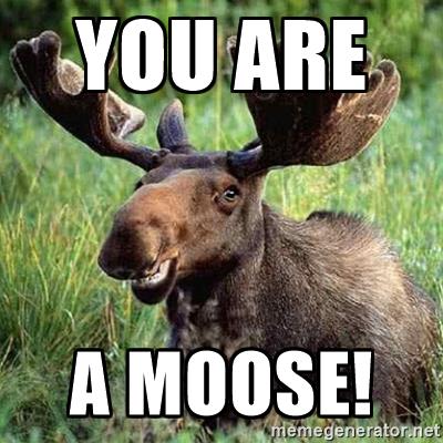 moose-smile-you-are-a-moose.jpg