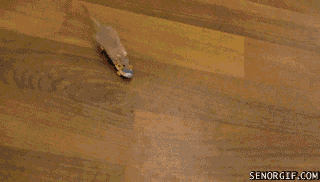 mouse.gif