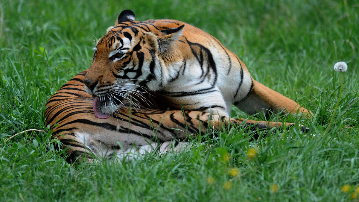 MW-ID806_tiger0_20200405173603_ZG.jpg