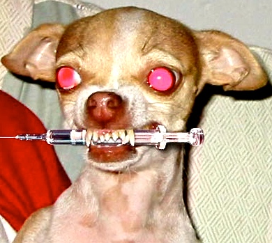 NeedleDogSmall.jpg