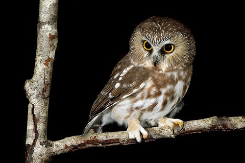 Northern Saw-whet Owl.jpg