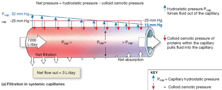 Oncotic Hydrostatic Pressures.jpg